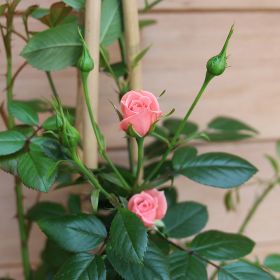 Miniature Climbing Roses - Nice Day 3 Litre